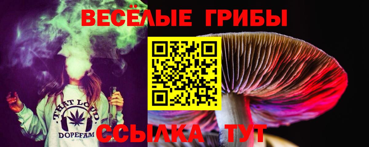 Галлюциногенные грибы Psilocybe Дмитров
