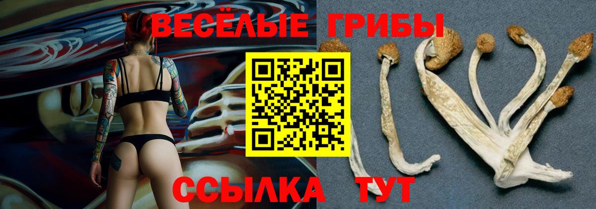 Псилоцибиновые грибы GOLDEN TEACHER Дмитров